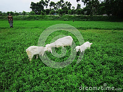 The goats eating grasses on the field Editorial Stock Photo