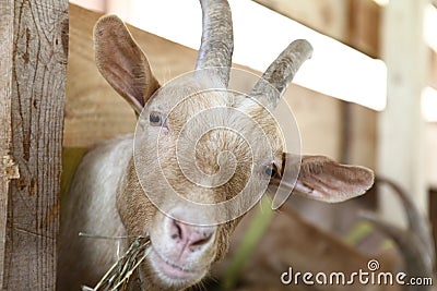 Goats eating hay on the farm Stock Photo