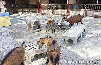 Goats eating at rafiki`s planet watch Editorial Stock Photo