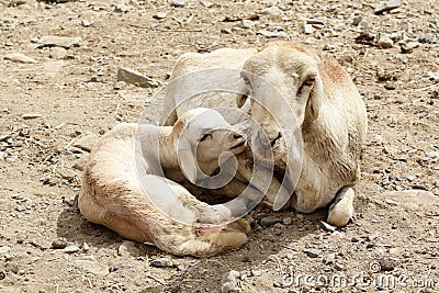 Goats in Ethiopia: Mother`s love Stock Photo