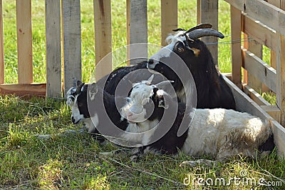 Goats familly Stock Photo