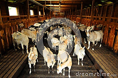 Goats at farm Stock Photo