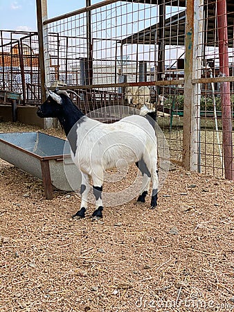 goats in a farm in Al Taif, Saudi Arabia . Stock Photo