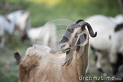 Portrait goats in the farm and chewing grass Stock Photo