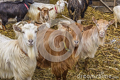 Goats at farm Stock Photo