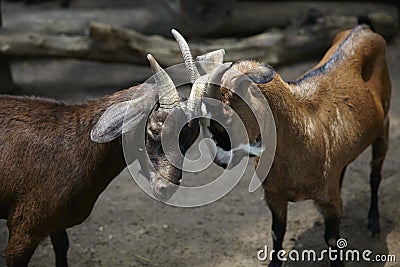 Goats Fight Stock Photo
