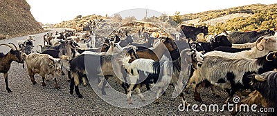 Goats flock on rocky mountain in ioannina greece Stock Photo