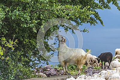 Goats and flock of sheep grazing in the meadow Stock Photo