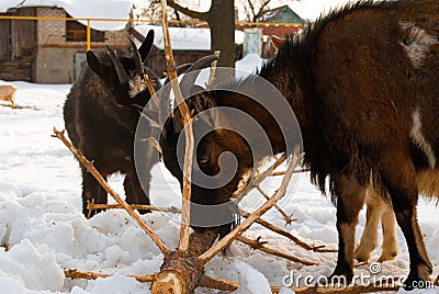 Goats gnaw Christmas tree Stock Photo