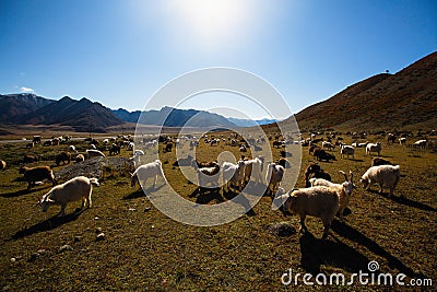 Goats graze in Altai mountains, Russia. Nature. Stock Photo