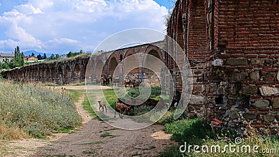 Goats graze at the ruins of ancient aqueduct in the middle of a field at the outskirts of Skopje, North Macedonia Stock Photo