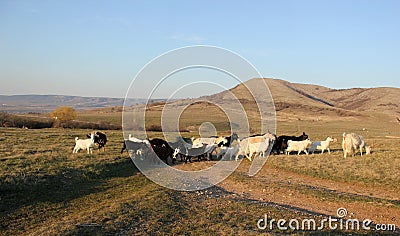 Goats graze in a valley by the mountains Stock Photo