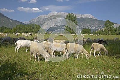 Goats grazing in foreground with mountains in background of Pyrenees Mountains, Province of Huesca, Spain Stock Photo