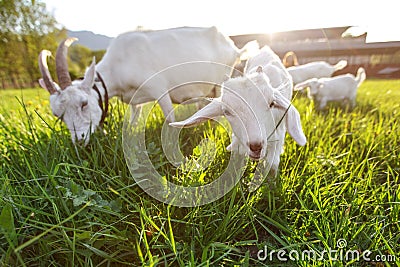 Goats grazing on fresh grass, low wide angle photo with strong sun backlight Stock Photo