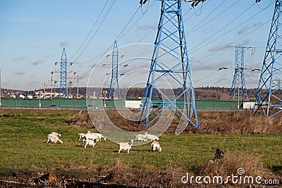 November 9, 2020, Moscow. Goats grazing under the power line, landscape Stock Photo