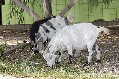 Goats grazing Stock Photo
