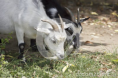 Goats grazing Stock Photo