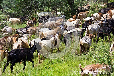 Goats heard Stock Photo
