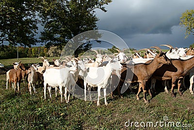 Goats Herd Stock Photo