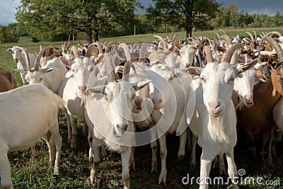 Goats Herd Stock Photo
