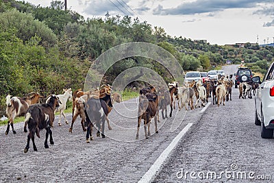 Goats herd crossing the road Stock Photo