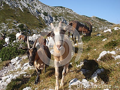 Goats herd Stock Photo