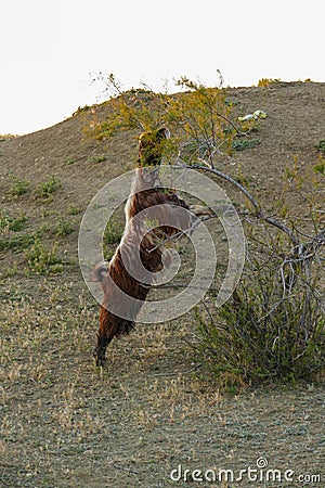 goats and kids grazing on the land, damaging the trees, goats damaging the trees Stock Photo