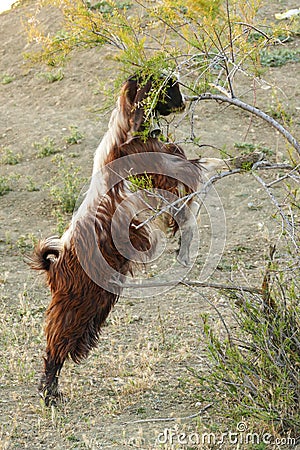 goats and kids grazing on the land, damaging the trees, goats damaging the trees Stock Photo