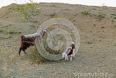 goats and kids grazing on the land, damaging the trees, goats damaging the trees Stock Photo