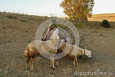 goats and kids grazing on the land, damaging the trees, goats damaging the trees Stock Photo