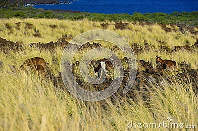 Goats At the Lava Coast at the Pacific on Big Island, Kona, Hawaii Stock Photo