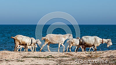 Goats on the beach Stock Photo