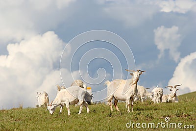Goats in the meadow Stock Photo