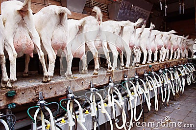 Goats at a milk farm Stock Photo