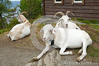 Goats on Mount Floyen in Bergen, Norway Editorial Stock Photo