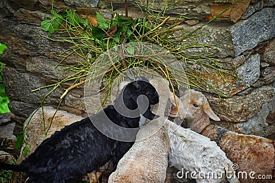 Goats in mountain region eating their food together with love Stock Photo