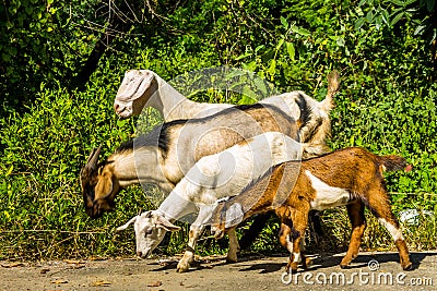 Goats in natural background Stock Photo