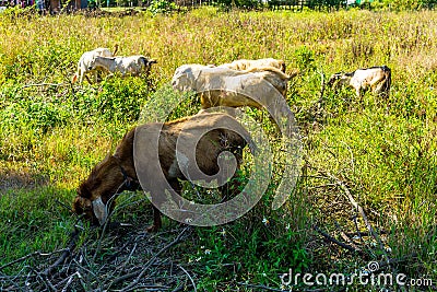 Goats in natural background Stock Photo