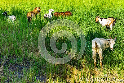 Goats in natural background Stock Photo