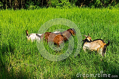 Goats in natural background Stock Photo