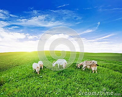 Goats pasture green grass meadow Stock Photo