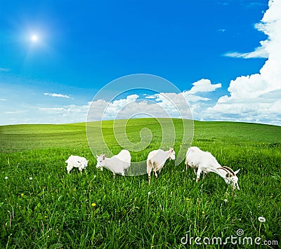 Goats pasture green grass meadow Stock Photo