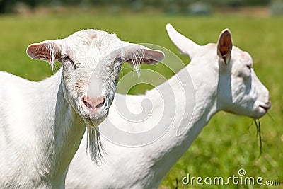 Goats Stock Photo