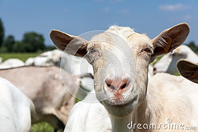 Goats Stock Photo