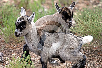 Goats playing Stock Photo