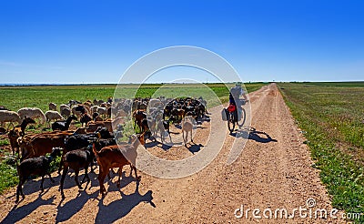 Goats and sheeps flock with pilgrim Stock Photo