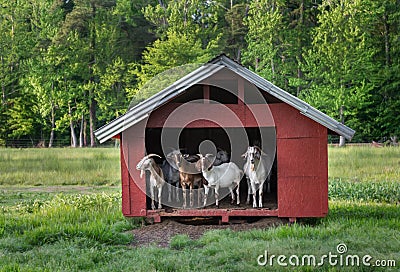 Goats in Small Red Barn Stock Photo