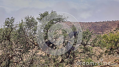 goats standing and climbing in a argan oil tree Stock Photo