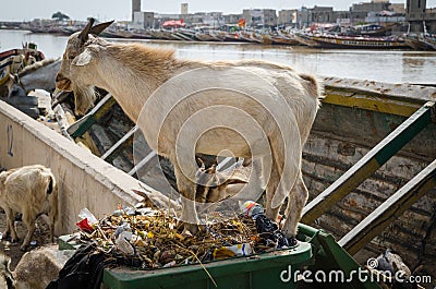 Goats standing in rubbish and trash and eating of it in African coastal town St Louis, Senegal, Africa Editorial Stock Photo