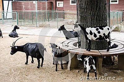 Goats and their kids in petting zoo Stock Photo